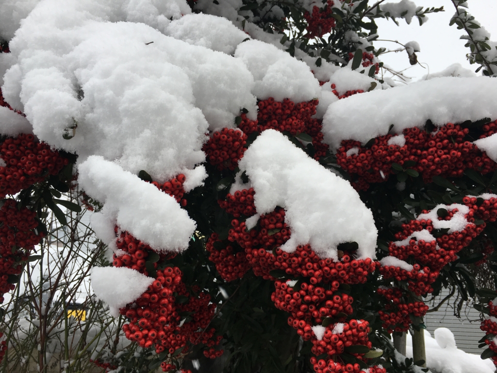 ピラカンサの雪の風景