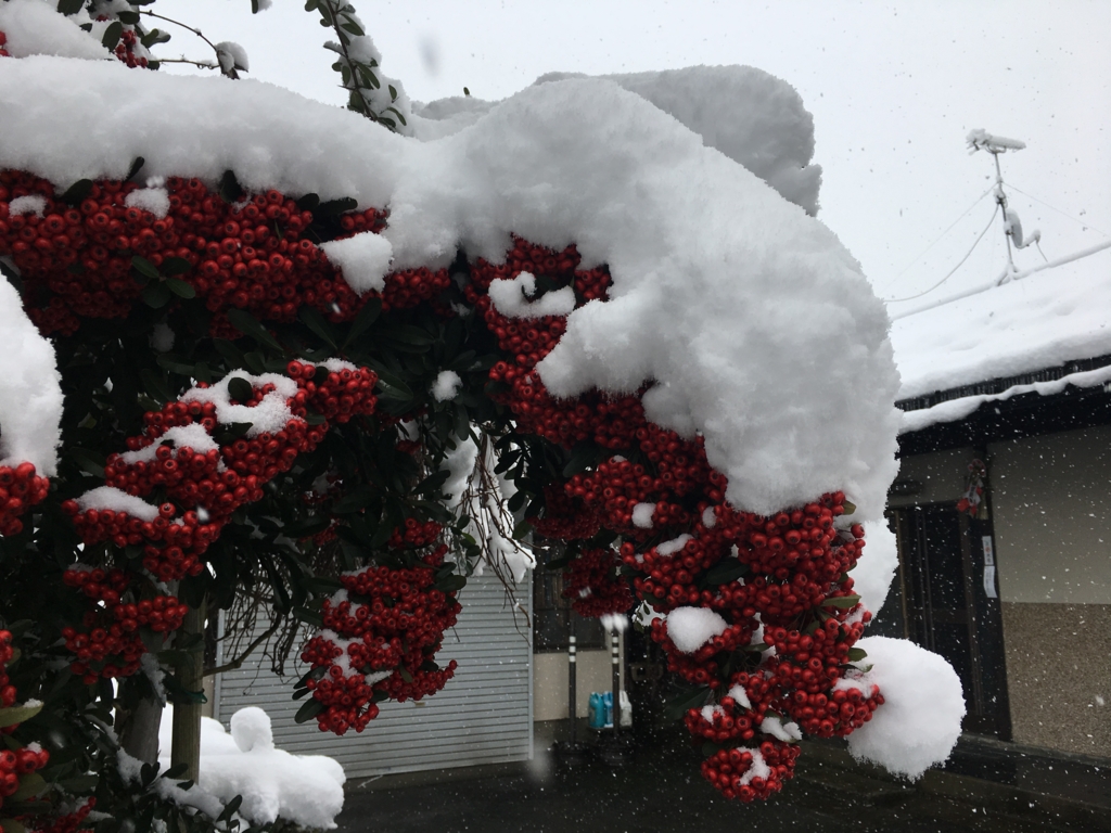 ピラカンサの雪の風景