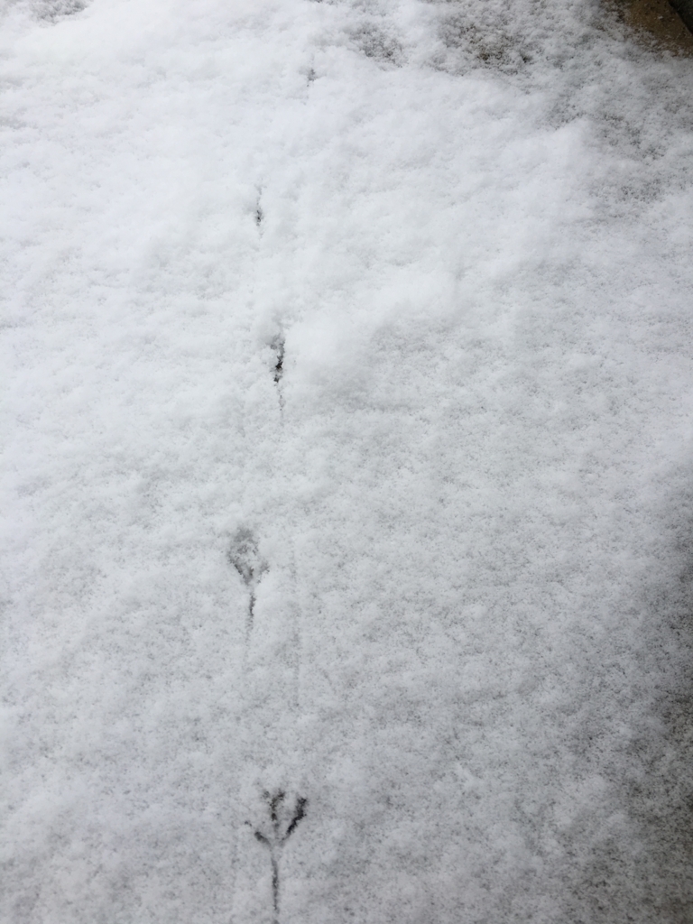 f:id:jdy00247:20170114223718j:plain 雪の上のセキレイの足跡