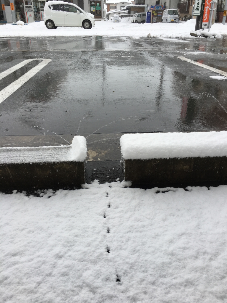 薬局前の雪の上にもセキレイの足跡が