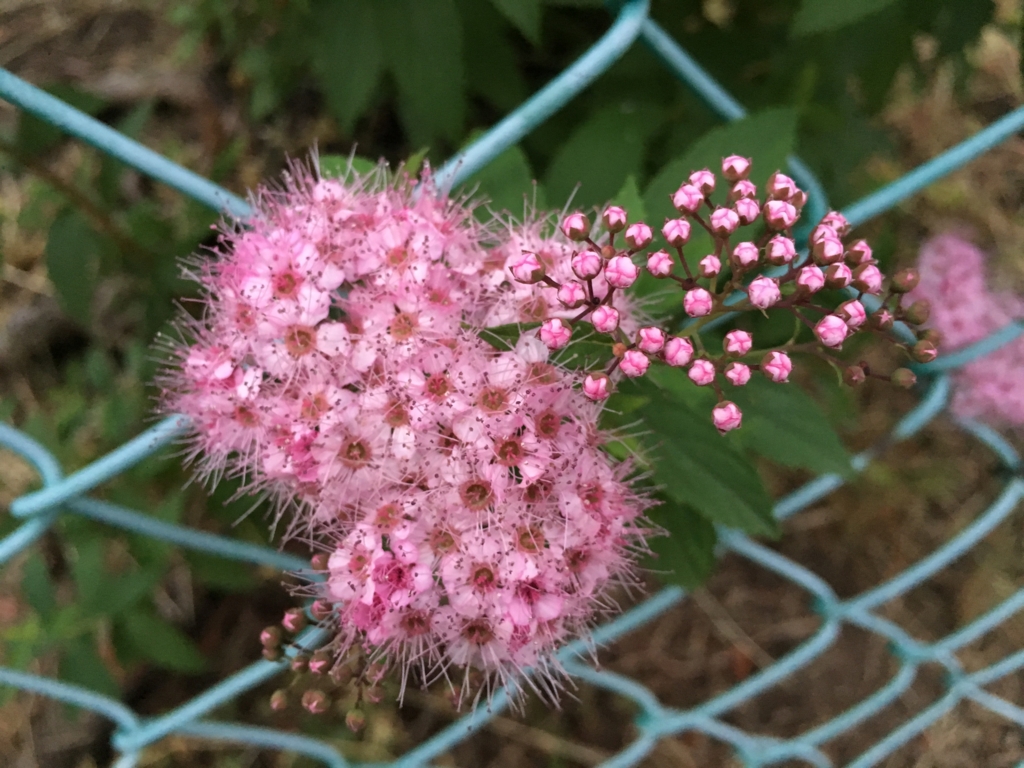 シモツケソウ