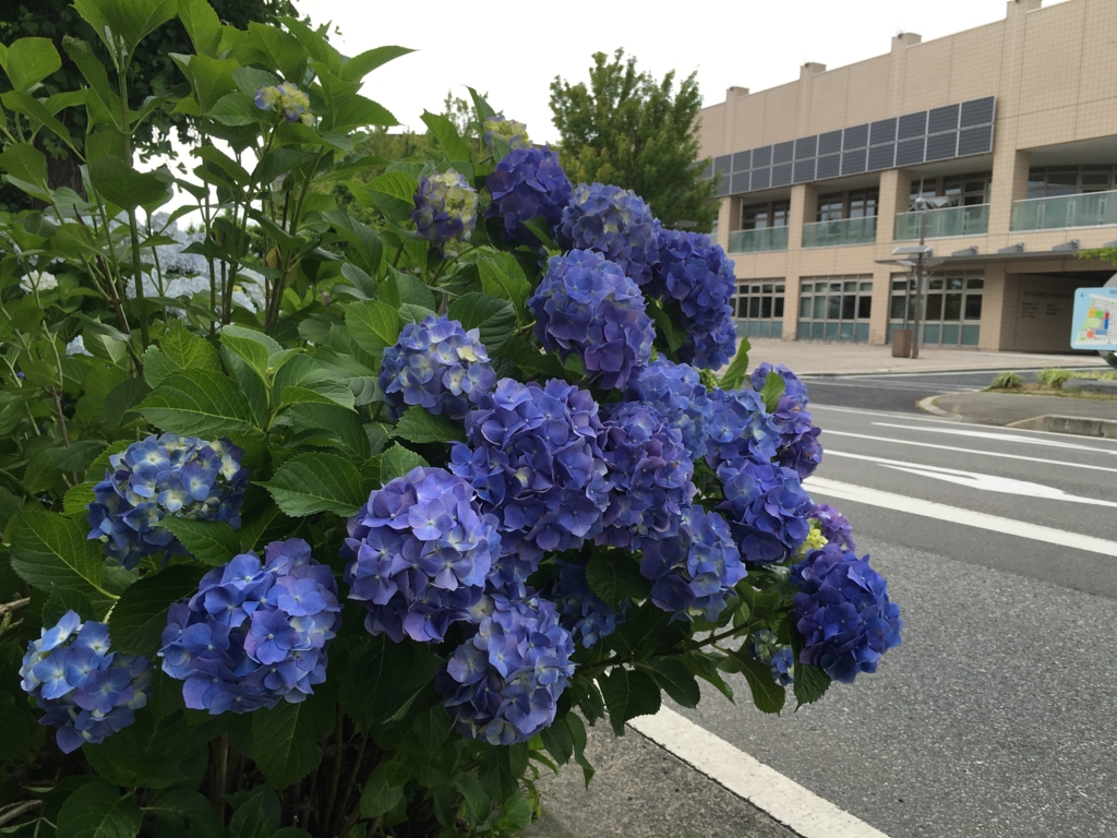 f:id:jdy00247:20170121153520j:plain "紫陽花