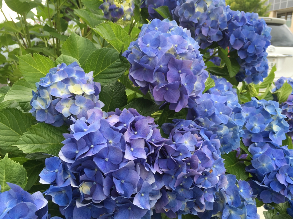 f:id:jdy00247:20170121153728j:plain 紫陽花