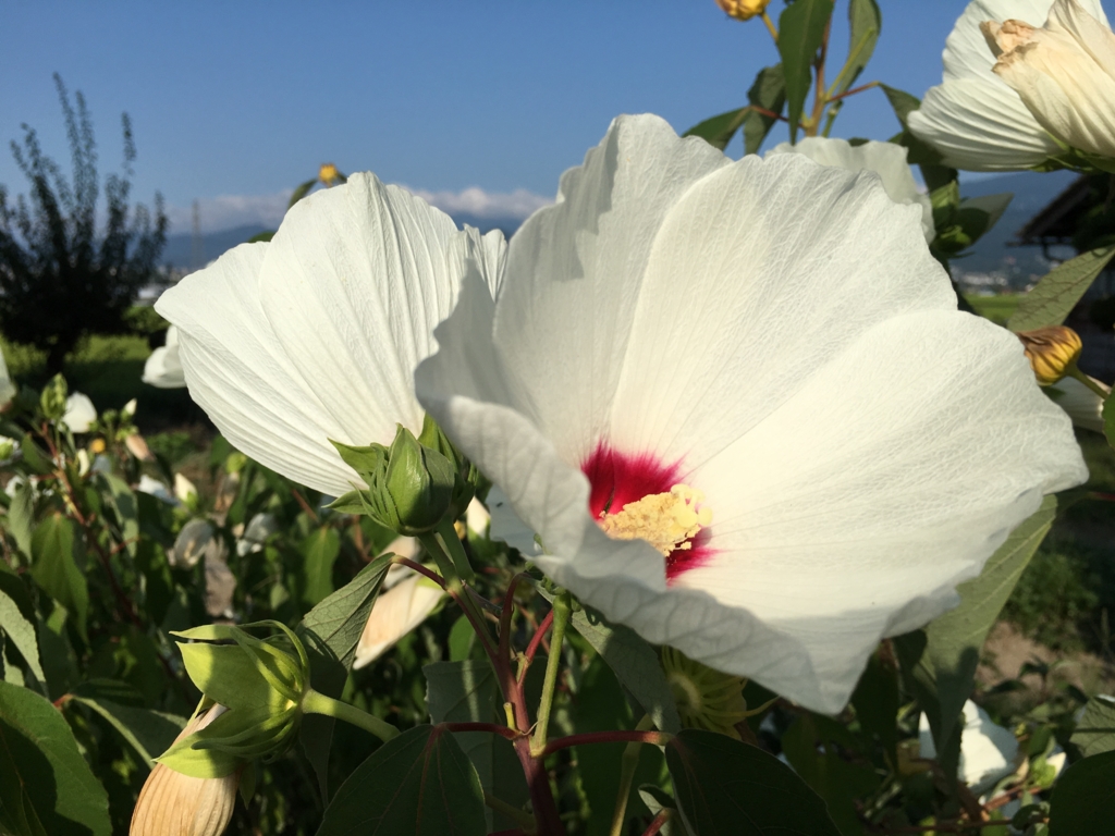 芙蓉の花