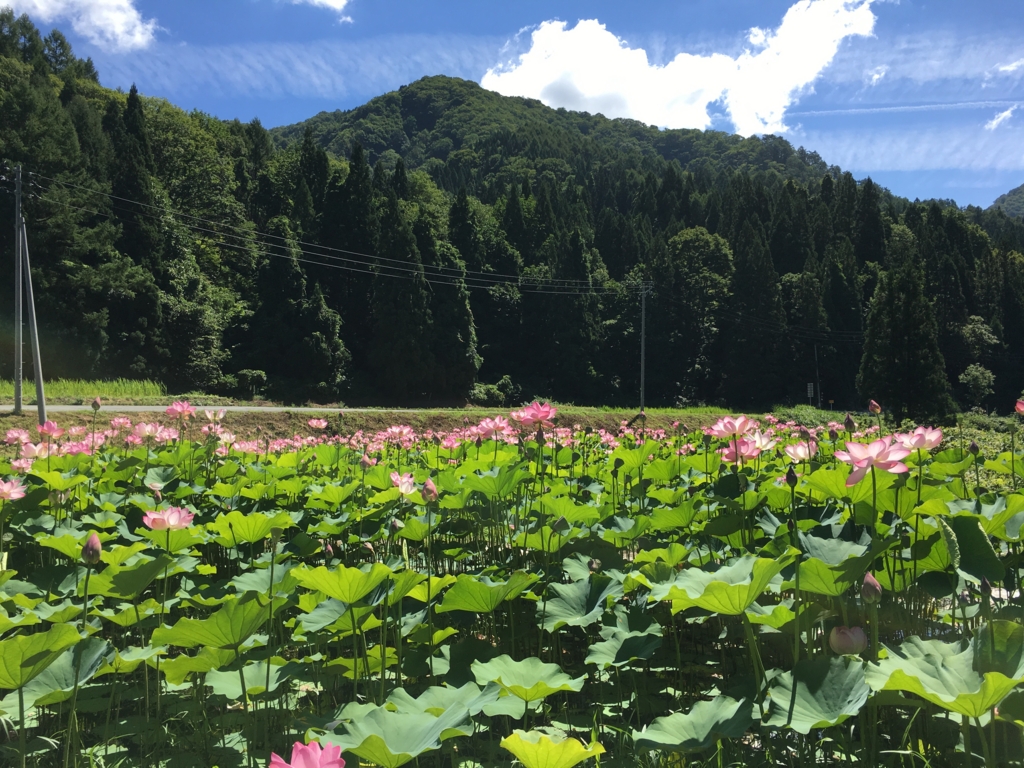 蓮畑、青い空、山