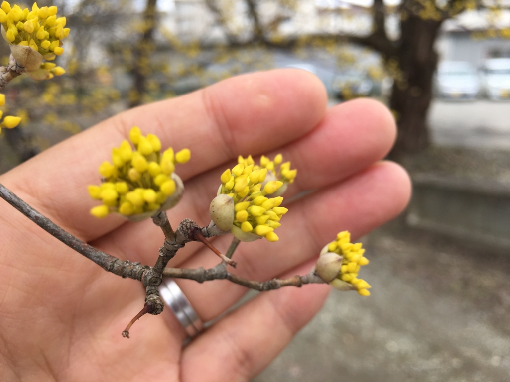 山茱萸の花