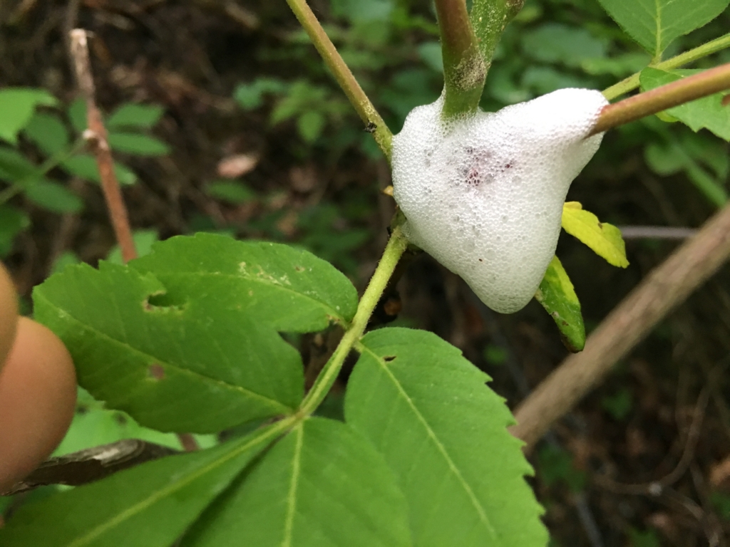 カマキリの白い卵