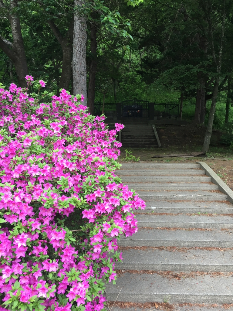 赤い皐月の若木山公園