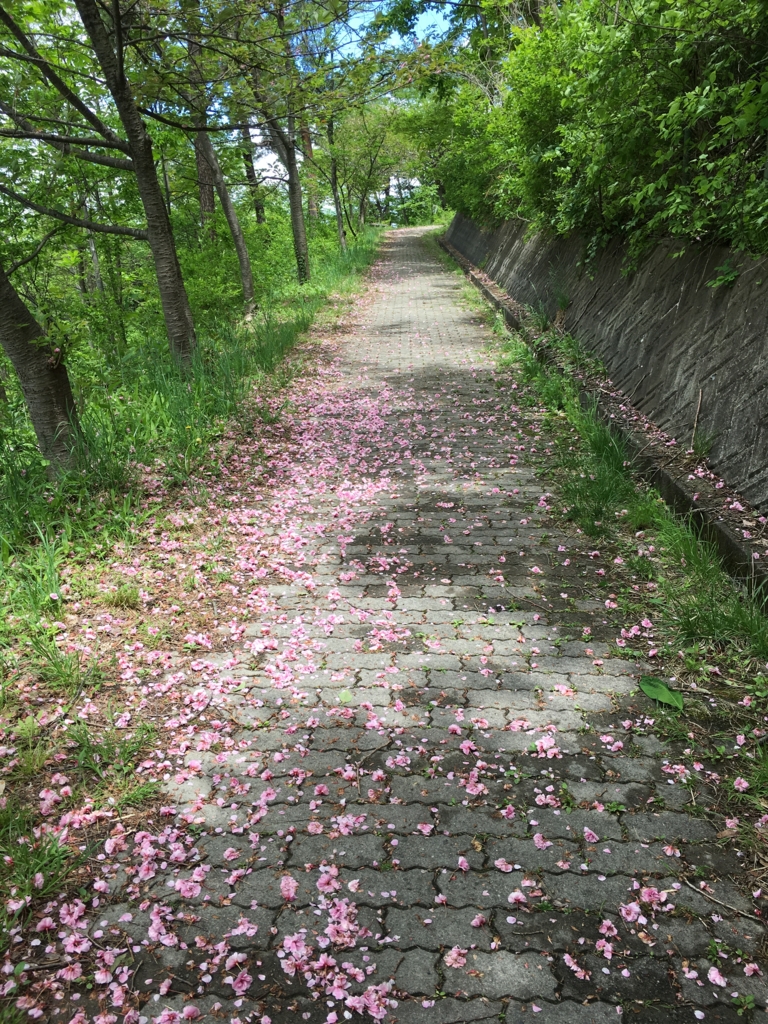 若木山の山道、八重桜が散りました