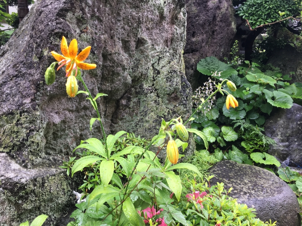f:id:jdy00247:20170608142758j:plain 百合の花