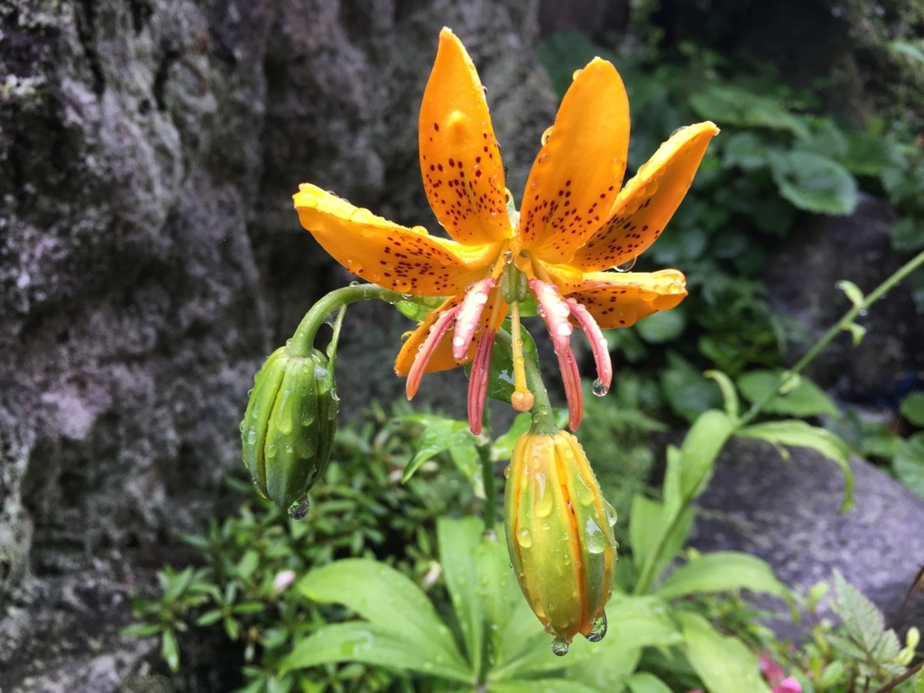 f:id:jdy00247:20170608142852j:plain 百合の花