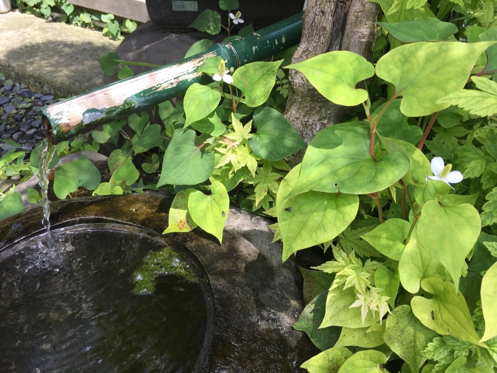 f:id:jdy00247:20170625093357j:plain ドクダミの花