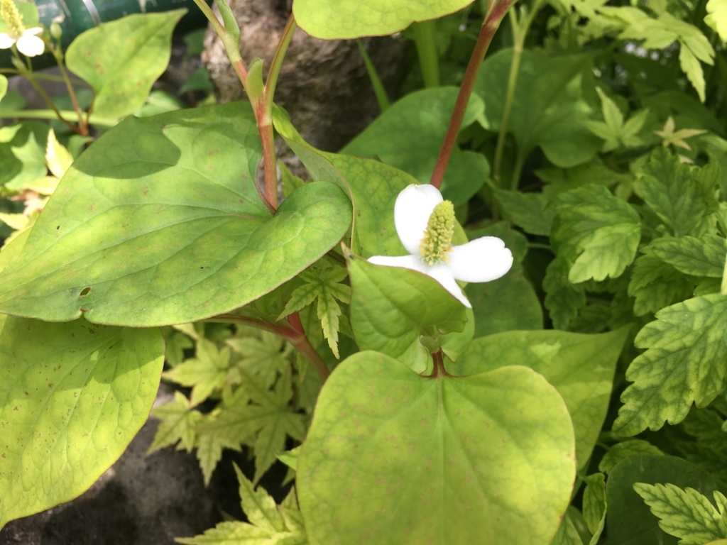 f:id:jdy00247:20170625093625j:plain ドクダミの花
