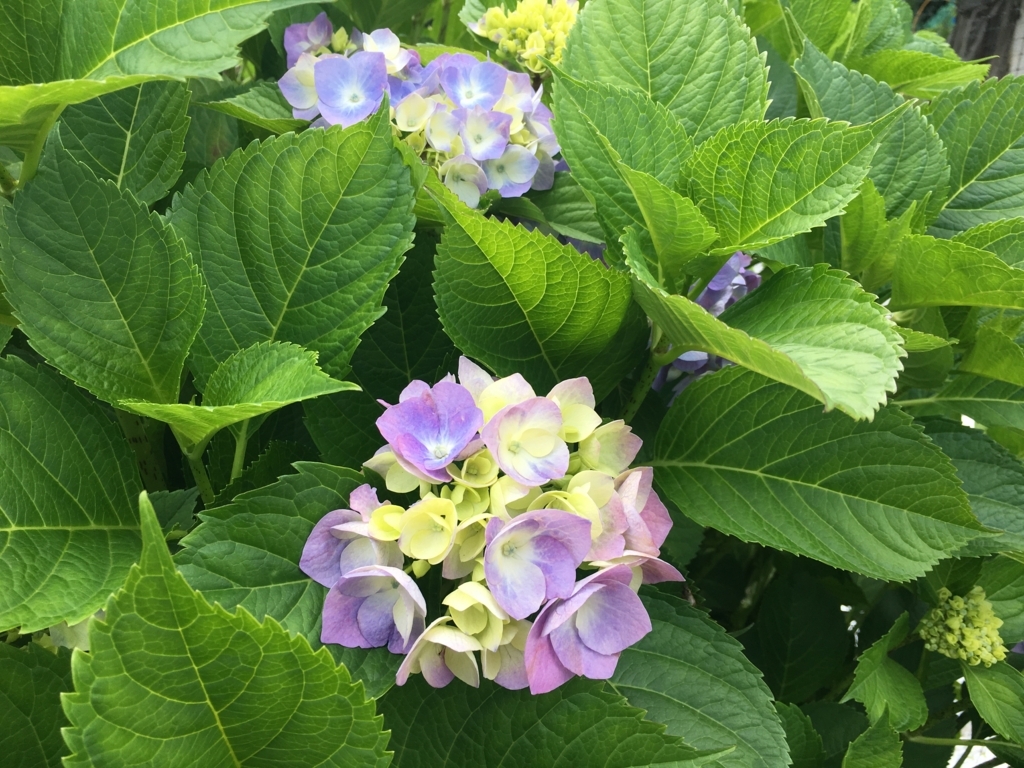 f:id:jdy00247:20170628112849j:plain 紫陽花