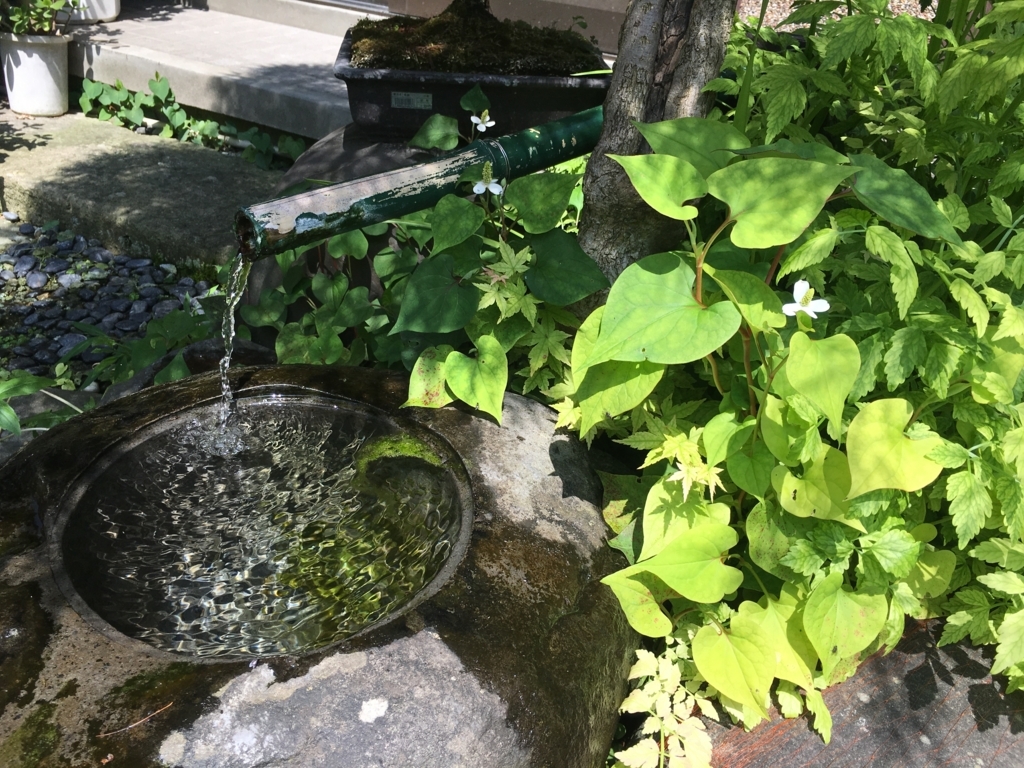 f:id:jdy00247:20170628153758j:plain 池とドクダミの花