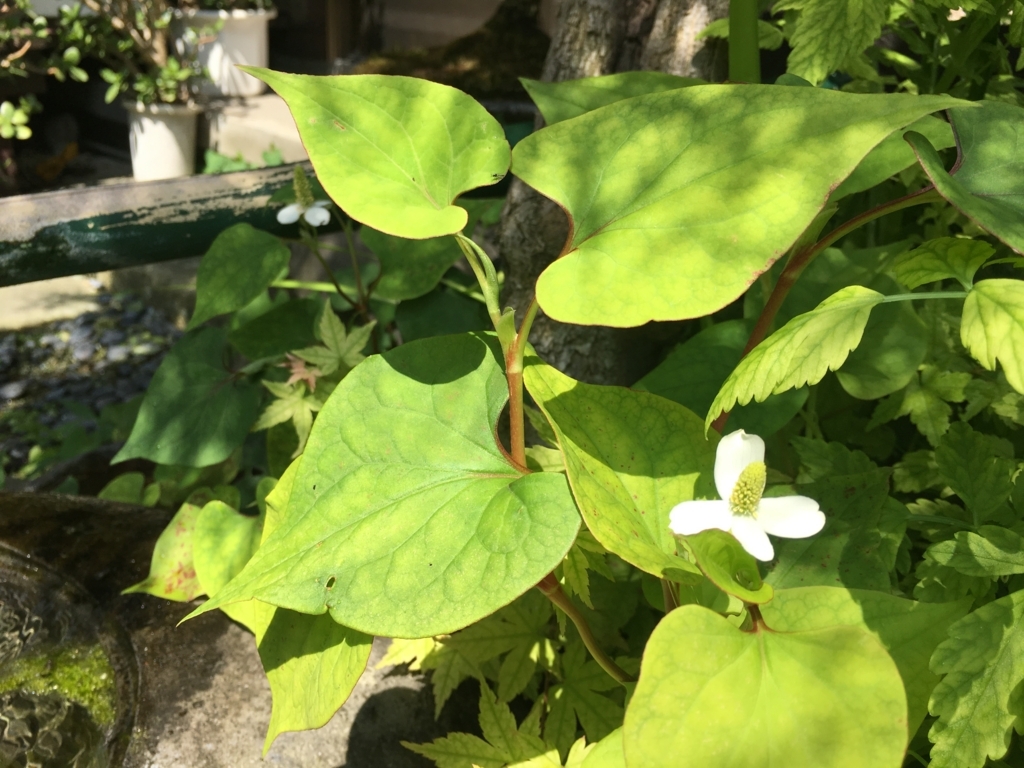 f:id:jdy00247:20170628154023j:plain ドクダミの花