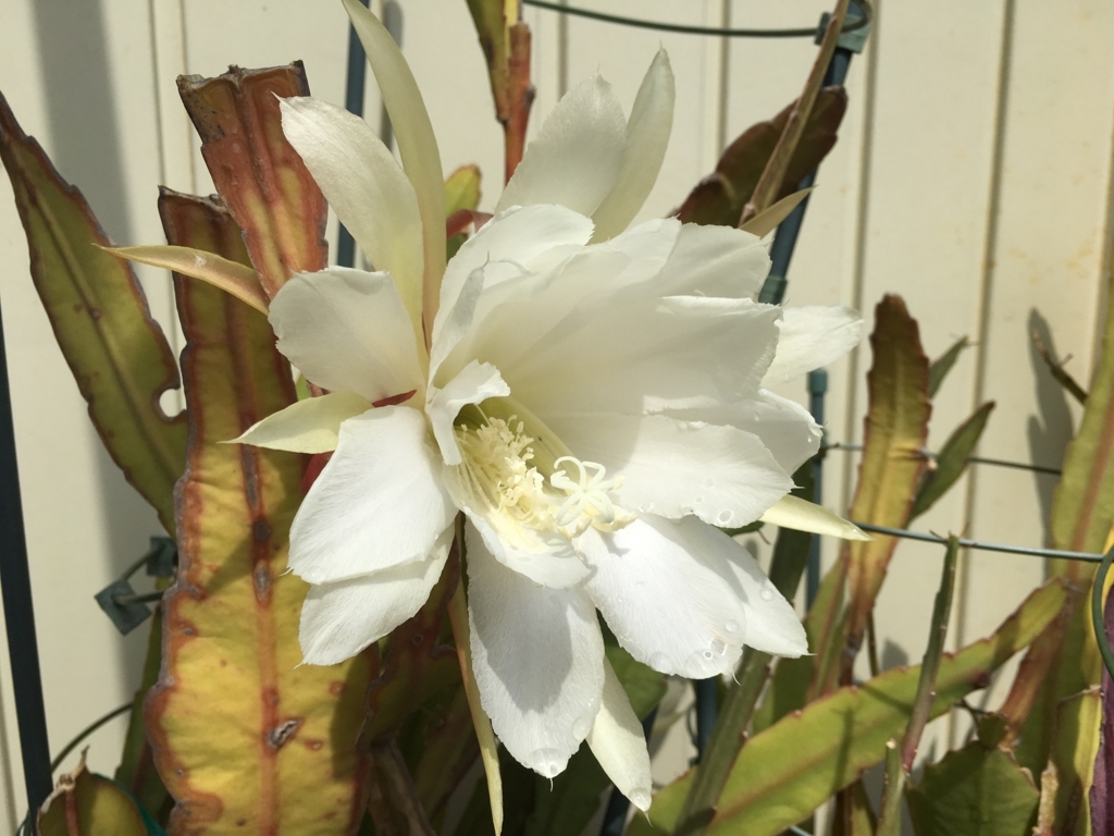 f:id:jdy00247:20170630160158j:plain 孔雀サボテン