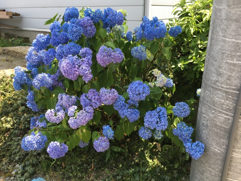 f:id:jdy00247:20170701115823j:plain 紫陽花です