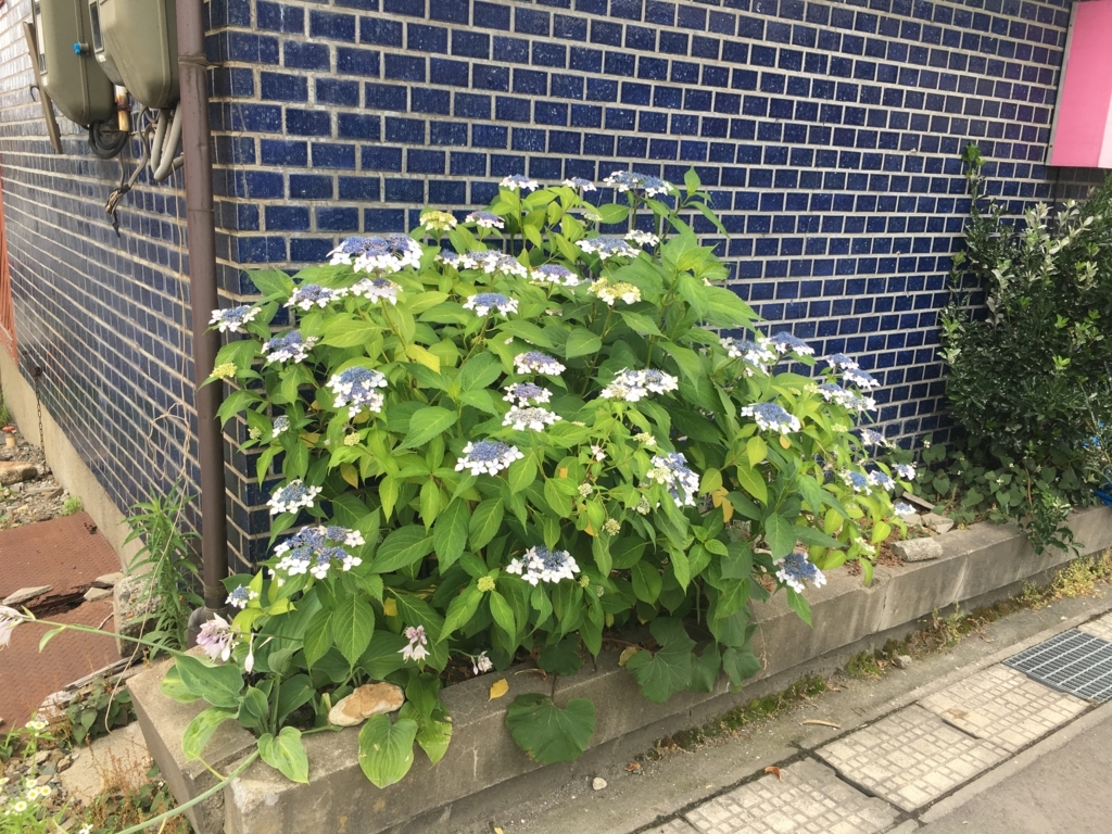 f:id:jdy00247:20170703212032j:plain 紫陽花