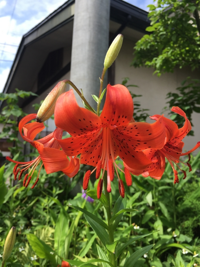 f:id:jdy00247:20170706182500j:plain 百合の花