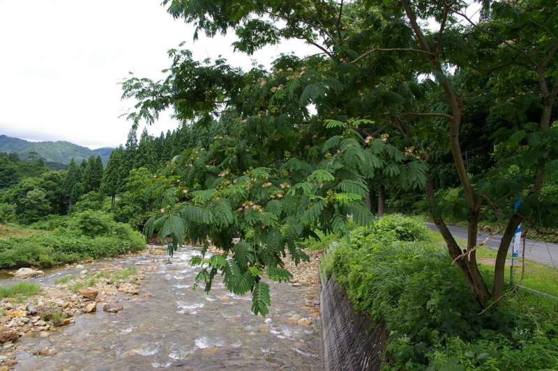 Imgp8491070716 ねむの木