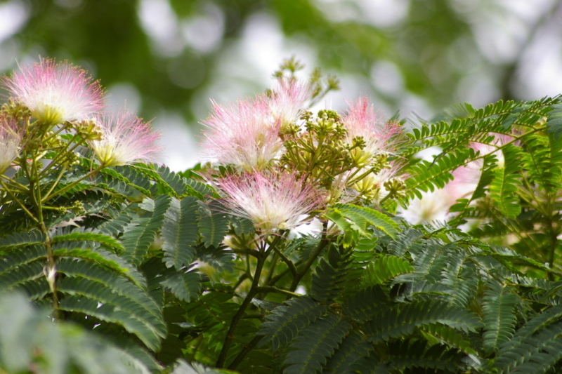 Imgp8509070716 ねむの花