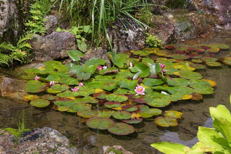 蓮の花