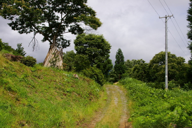 Imgp8550070716 あめんぼ