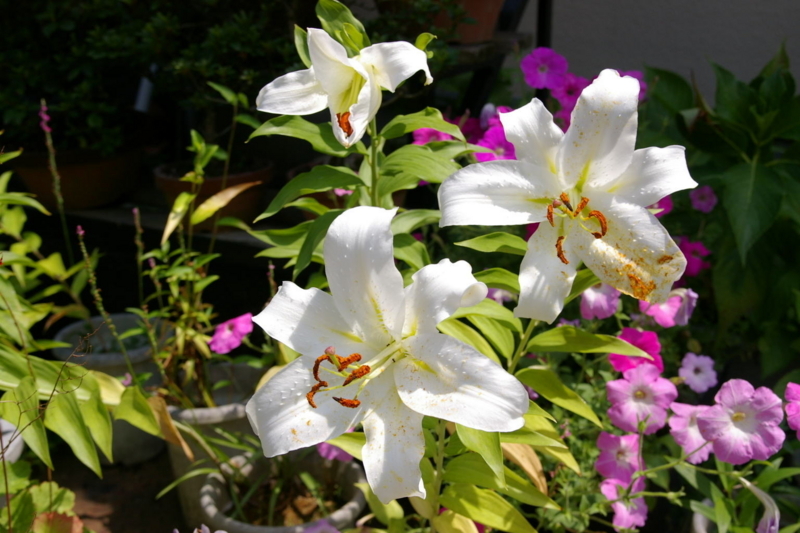 Imgp8707070726_2 百合の花