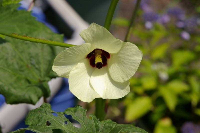 Imgp8718070726 おくらの花