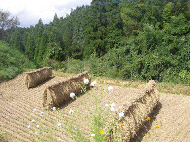 Imgp0868071005_2 熊本県阿蘇郡小国町