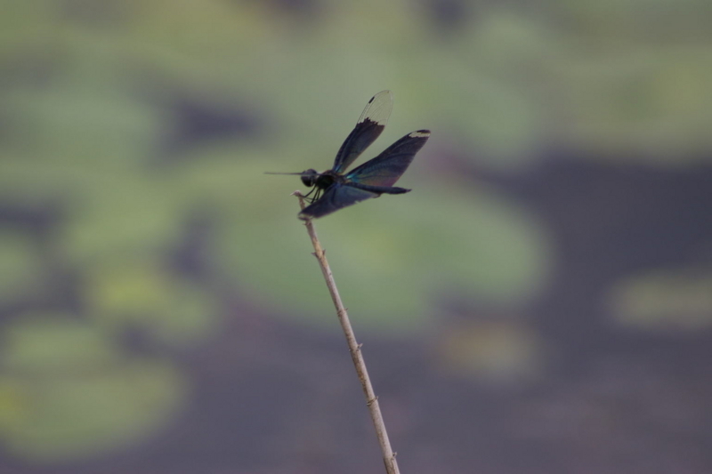 Imgp9073070827 チョウトンボ