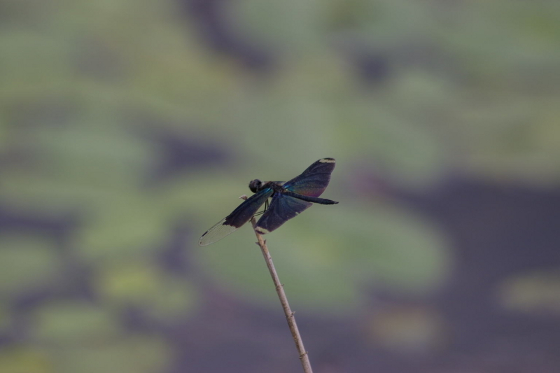 Imgp9076070827 チョウトンボ