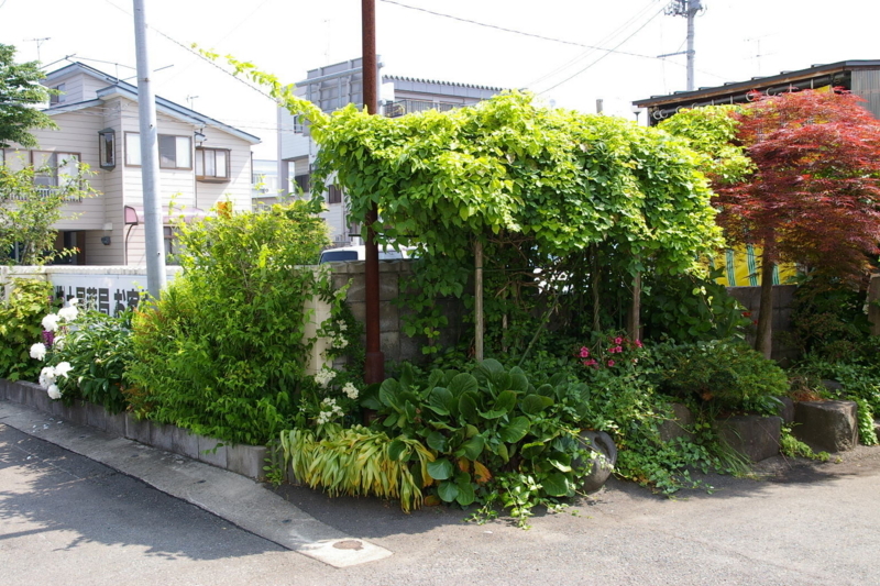 Imgp9125100612 我が家のあけび