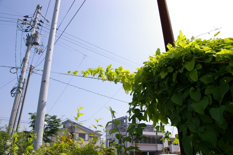 Imgp9128100612 あけび