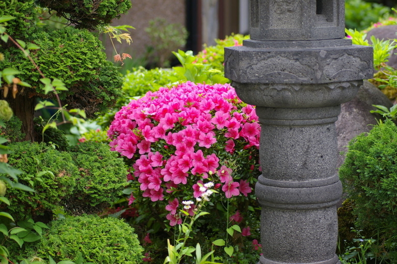 我が家の庭　皐月の花満開です