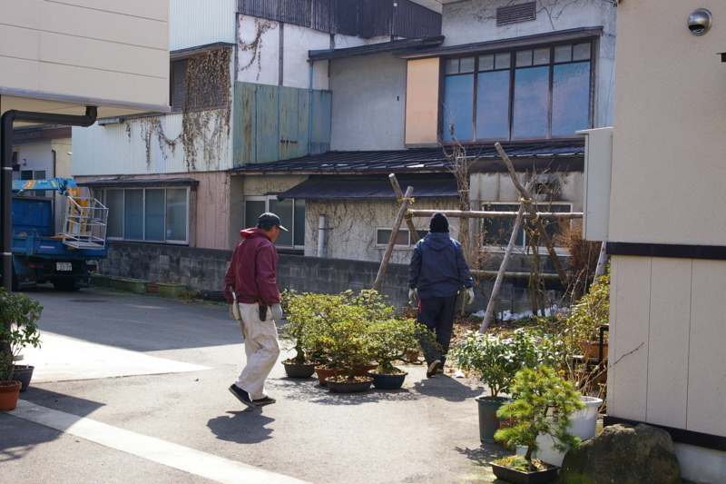 Imgp2377080318_2 春で雪囲いを外しました