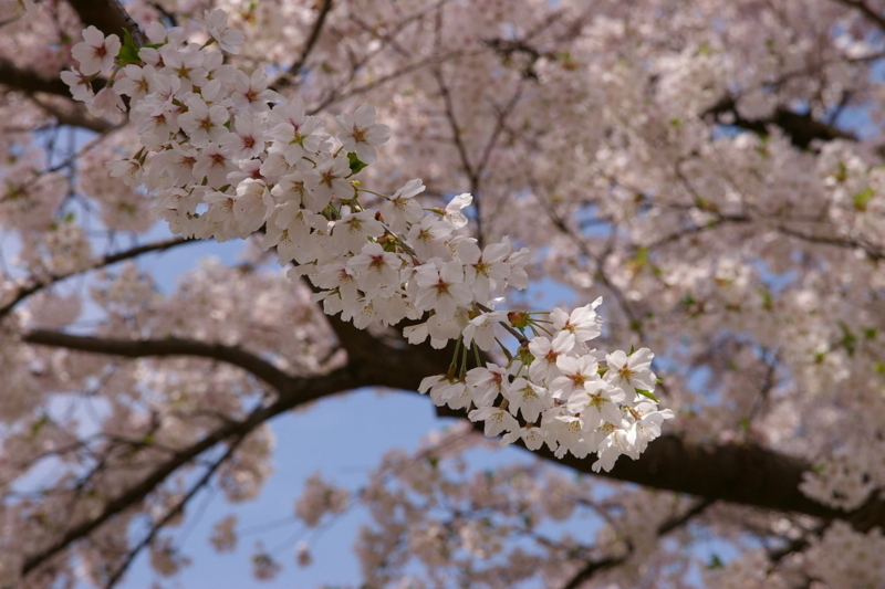 花咲く若木神社