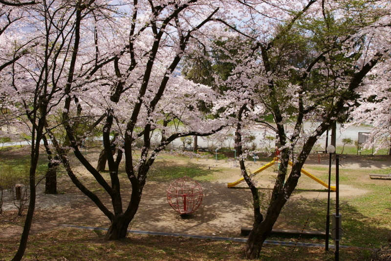 Imgp3146080422 花咲く若木山公園