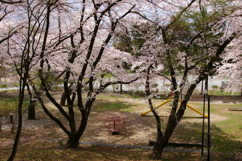 花咲く若木山公園