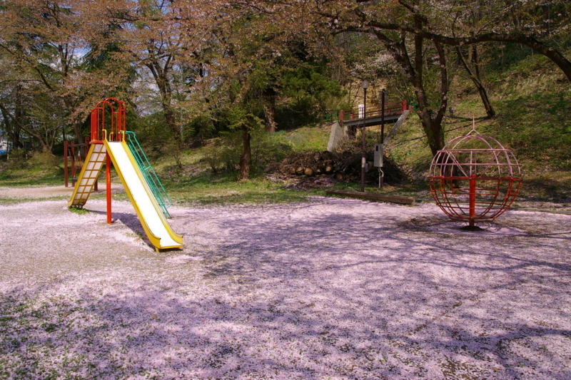 桜じゅうたんの若木山公園