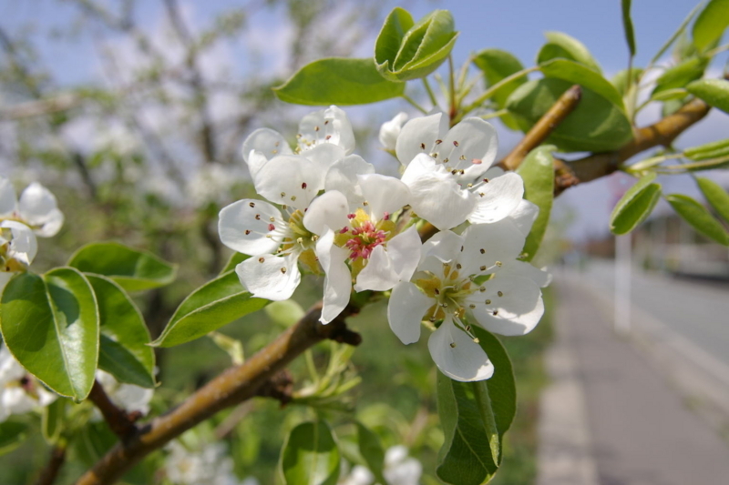 ラフランスの花