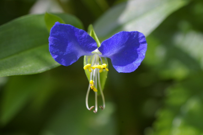 露草