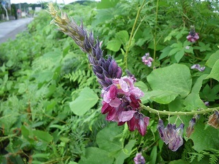 葛の花