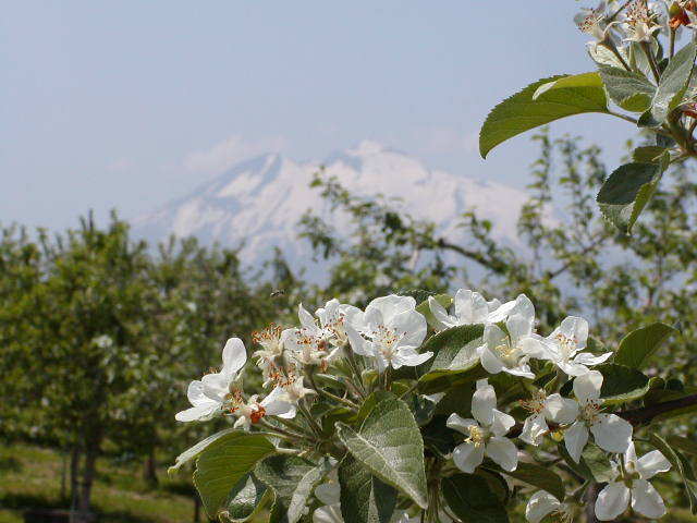 岩木山とりんごの花