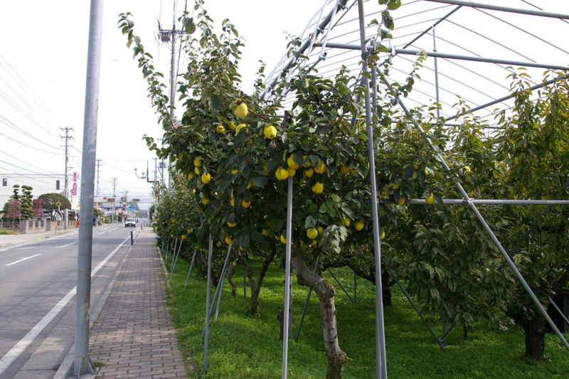 神町西　「かりん」