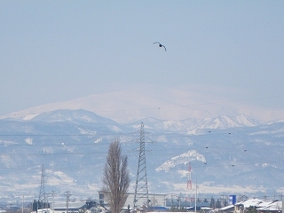 Imgp0514 野川橋より 冠雪の月山と鳥