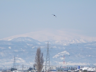 野川橋より　冠雪の月山と鳥