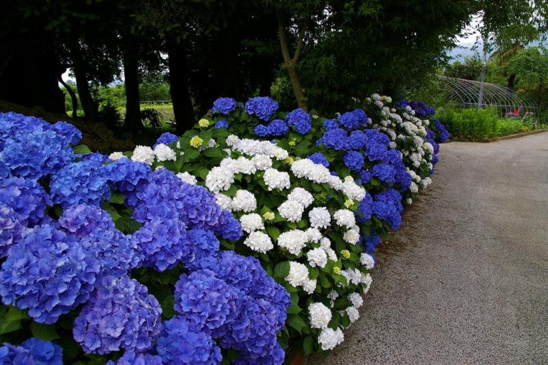 伊達市の紫陽花