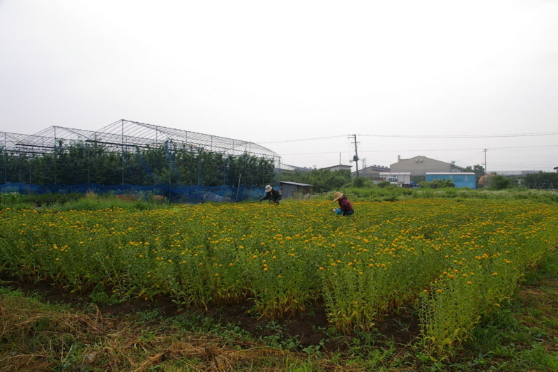 山形市漆山　紅花畑